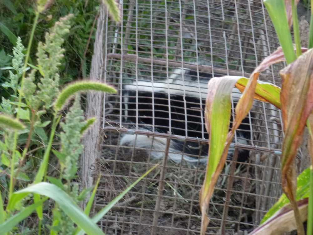 skunk in a live trap