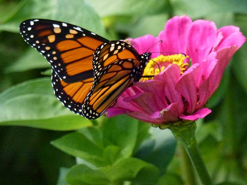 Monarch butterfly on a flower