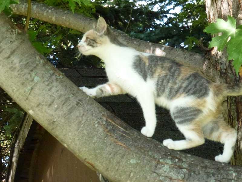 kitty in a tree