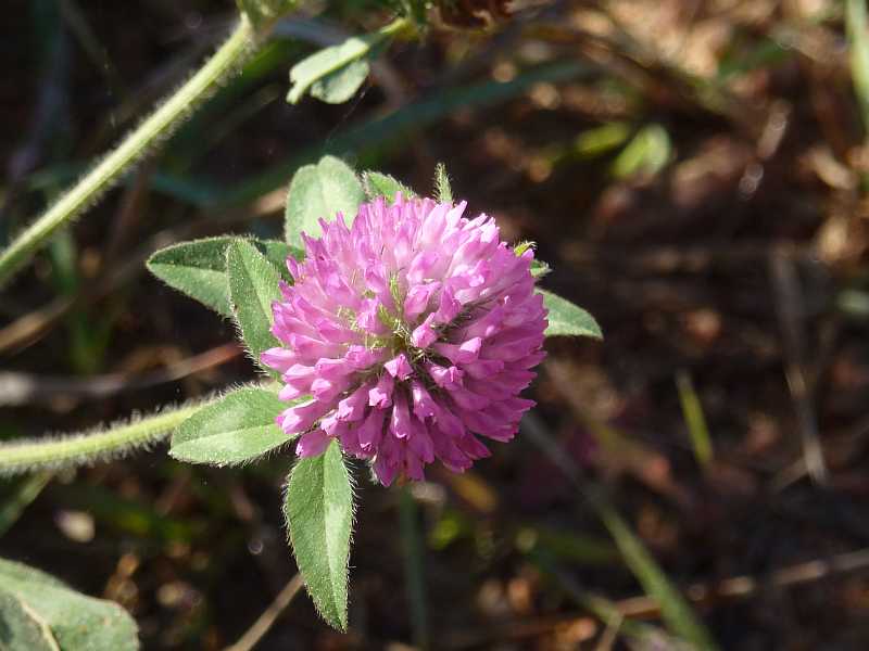 red clover