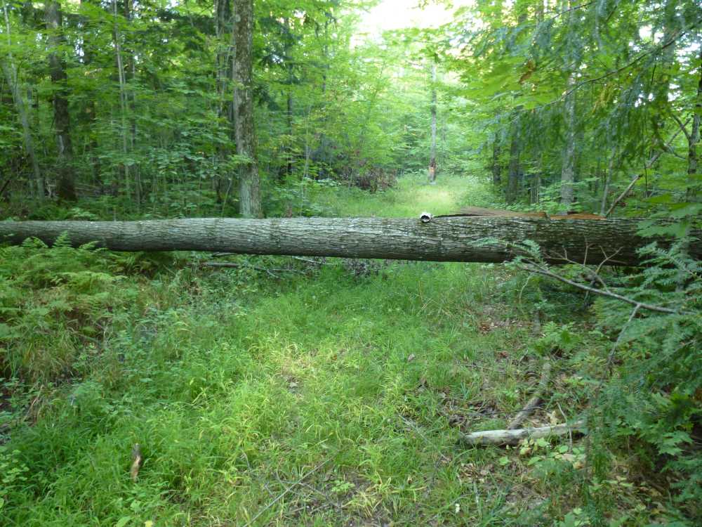 tree across the trail