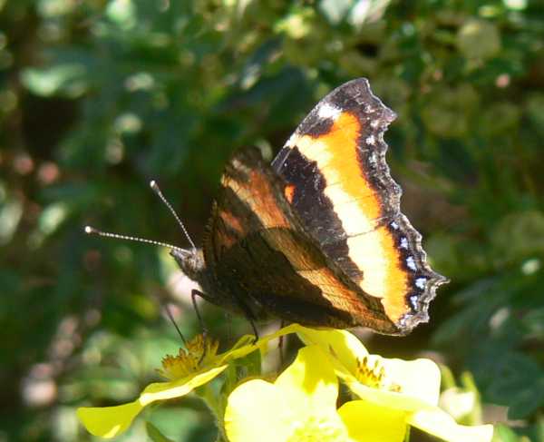 Milbert's Tortoiseshell