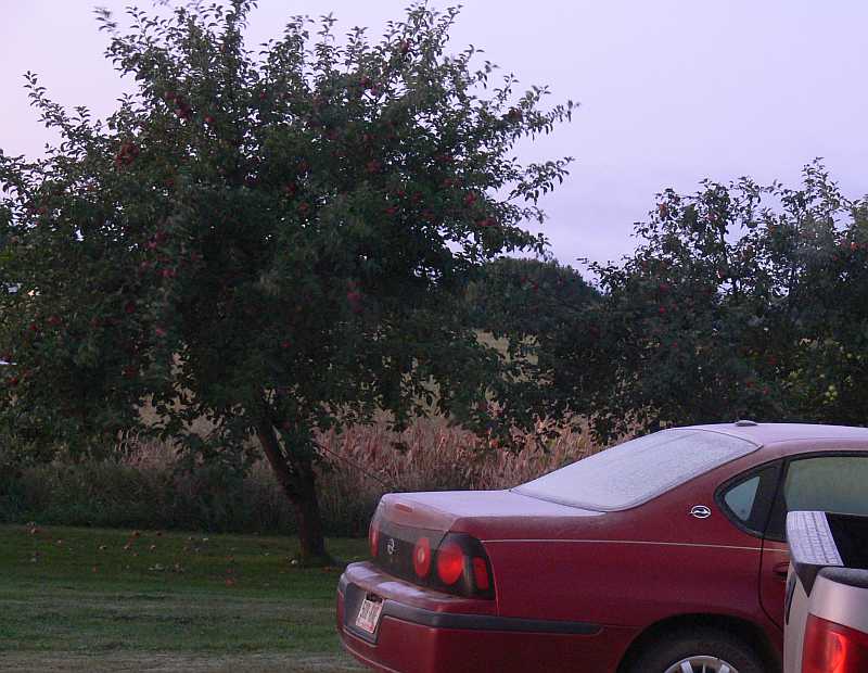 frost on the car