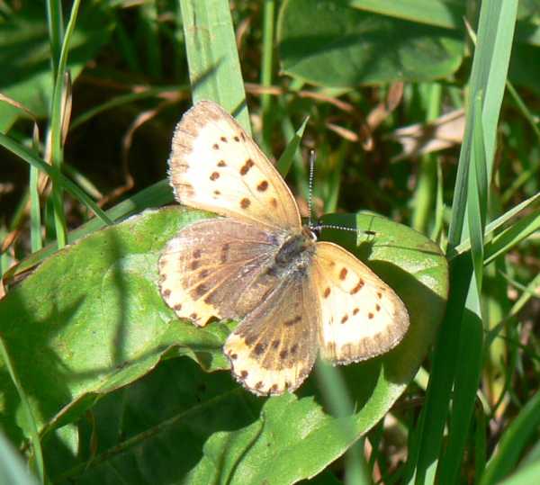 Bronze Copper