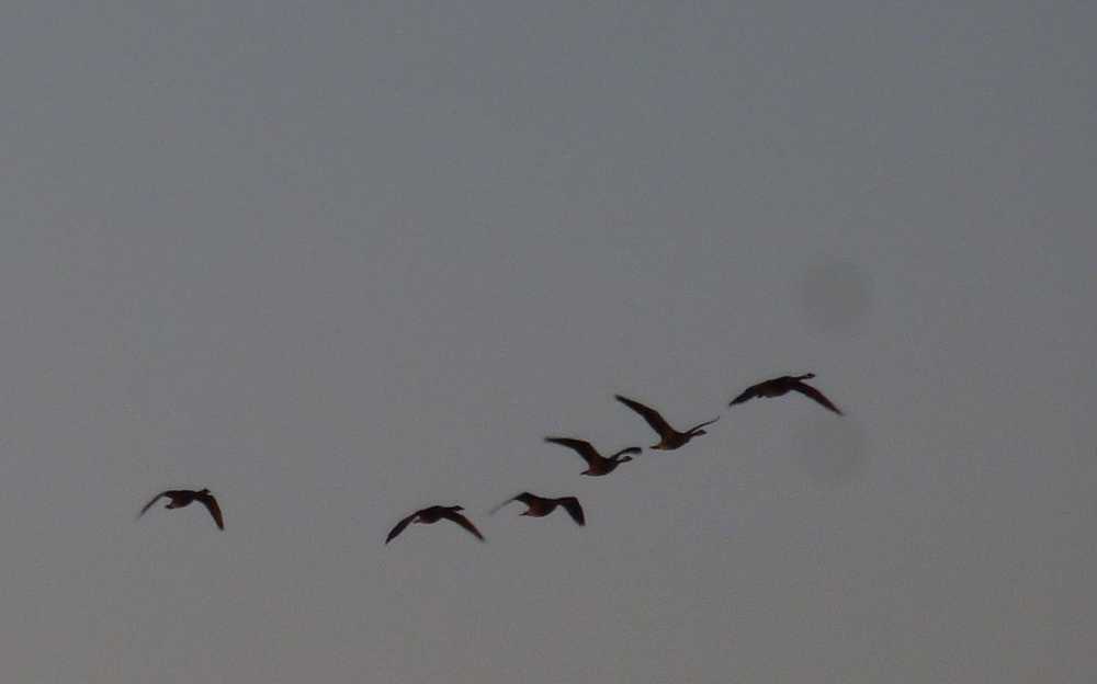 Geese