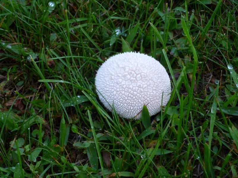 Puffball