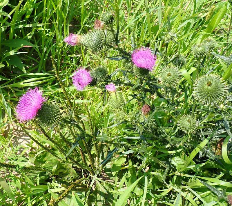 Bull Thistle