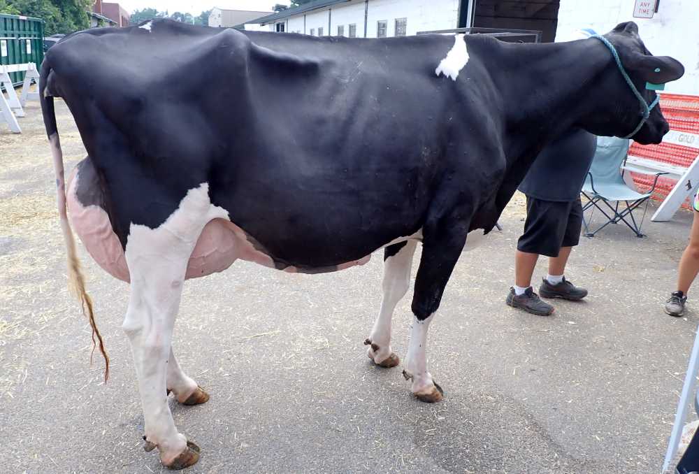 Cow