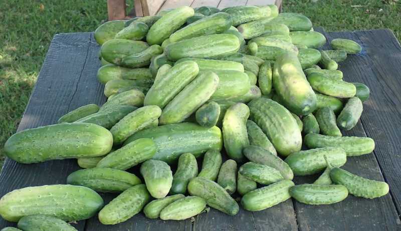 Cukes